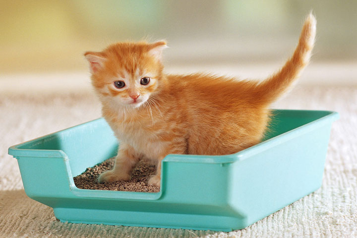 猫砂盆使用注意事项：要做和不要做的事情