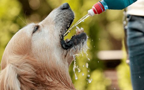 狗狗每天需要喝多少水