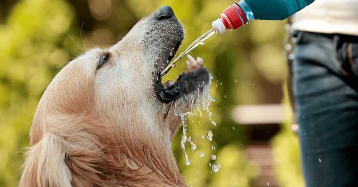 狗狗每天需要喝多少水
