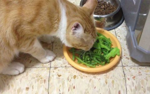 猫咪可以吃蔬菜么？哪些能吃哪些不能吃？
