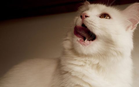 为什么猫咪有的时候会一直张着嘴巴？