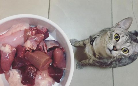 宠物猫狗正确的生肉喂养方法介绍