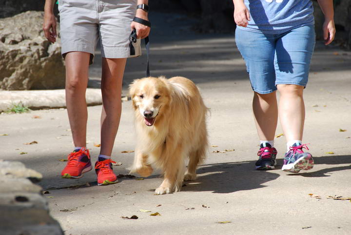 问题三：推车带狗​​狗出门的效果是不是等同于散步？