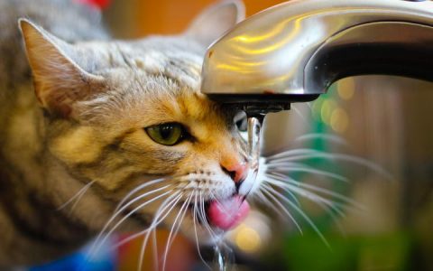 猫咪不喜欢喝水怎么办？