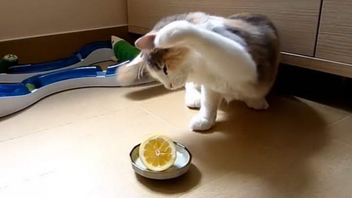 柑橘类水果皮的味道让猫咪讨厌