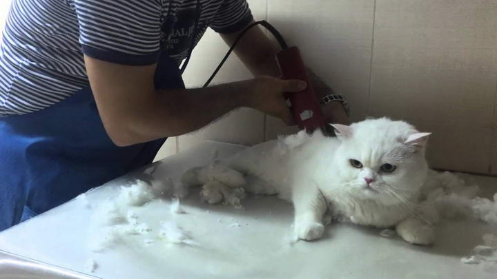 炎热的夏天来了，我们要不要给猫咪剃毛呢？
