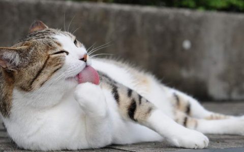 宠物猫吃太多猫毛了，如何预防猫咪得毛球症呢