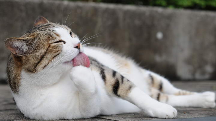 宠物猫吃太多猫毛了，如何预防猫咪得毛球症呢