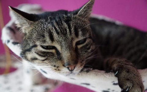 该如何照顾好乳腺癌晚期的猫咪？