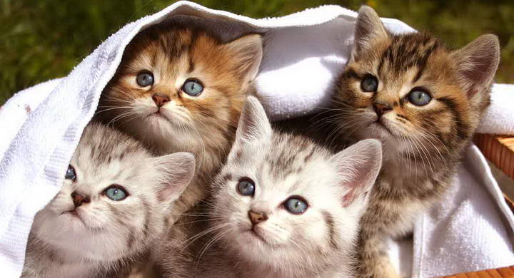新生小猫的7个照顾技巧，如何照顾刚出生的幼猫