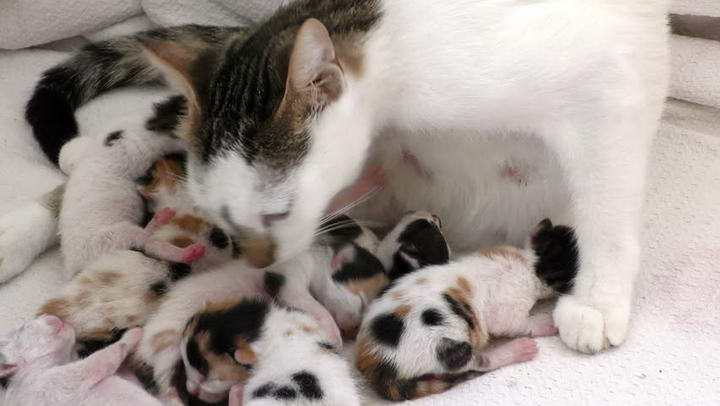 新生小猫的7个照顾技巧，如何照顾刚出生的幼猫