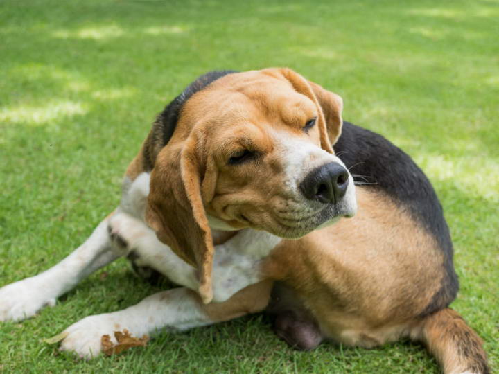 狗狗过敏会有哪些症状，宠物犬也过敏？