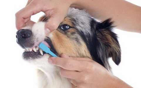 利用洁牙骨帮助狗狗清洁口腔卫生，宠物狗刷牙