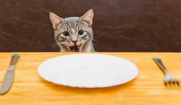 许多喵星人吃干猫粮习惯用吞的