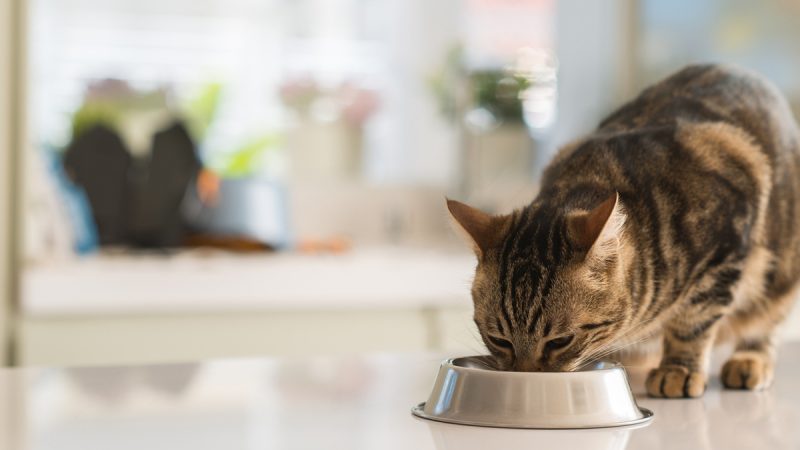 猫咪吃东西大多是靠犬齿撕裂食物