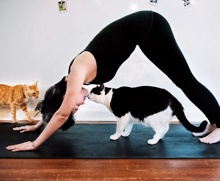 和猫咪一起练瑜伽