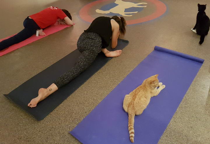 和猫咪一起练瑜伽
