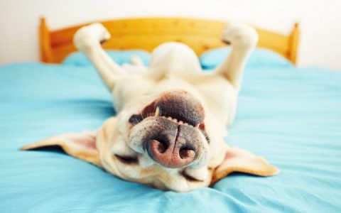 宠物狗每天睡多久正常？狗狗睡太多怎么办？