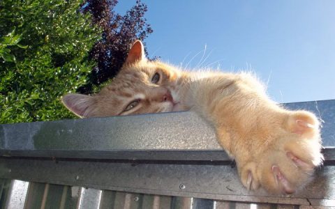 为什么猫咪喜欢晒太阳？宠物猫晒太阳的好处