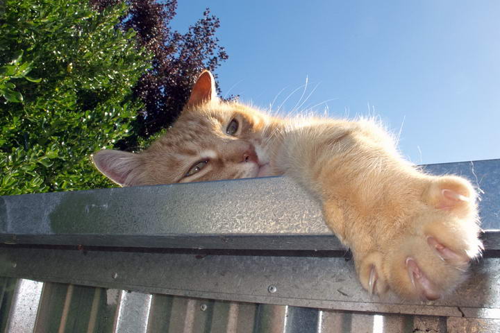 为什么猫咪喜欢晒太阳？宠物猫晒太阳的好处