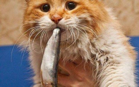 能给猫咪吃生鱼肉么？宠物猫吃生鱼的危害