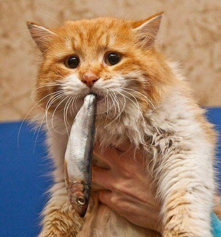 能给猫咪吃生鱼肉么？宠物猫吃生鱼的危害