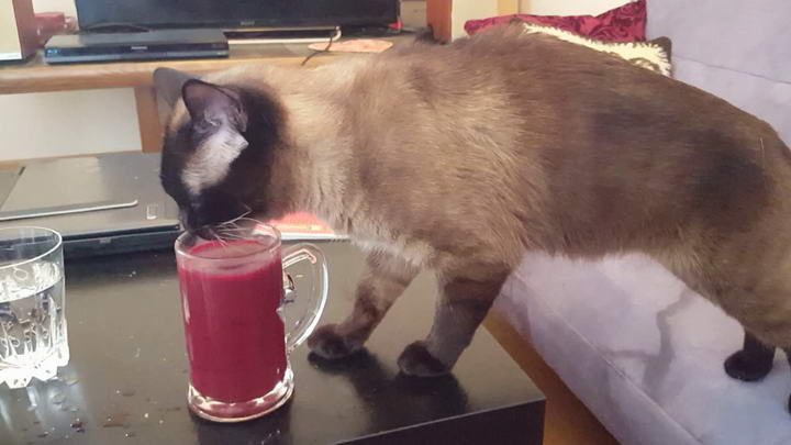 猫咪能喝牛奶果汁么？宠物猫不能喝什么？