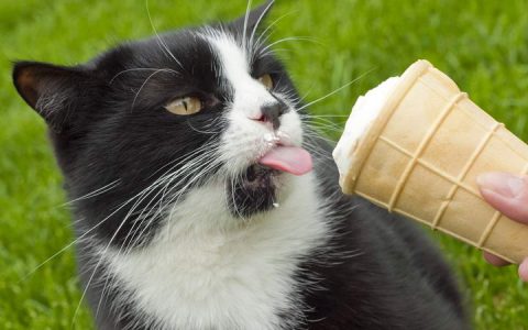 夏天不要给猫咪吃冰/冰淇淋之类的冷饮，易引发脑袋冻僵