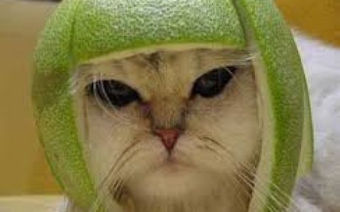 柚子皮戴猫咪头上易造成皮肤红肿过敏