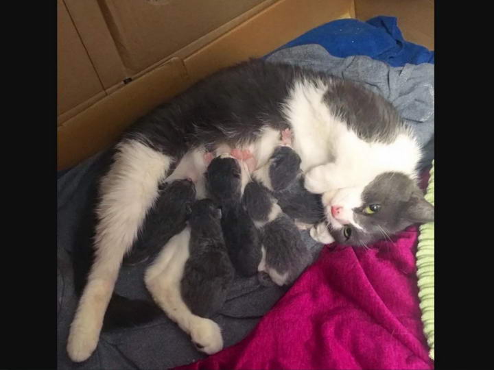 苏姬在梅丽莎家显得非常放松，隔天就顺利产下5只小奶猫。(图/Chatons Orphelins Montréal)