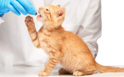 如何给猫咪喂药？怎么给宠物猫吃药