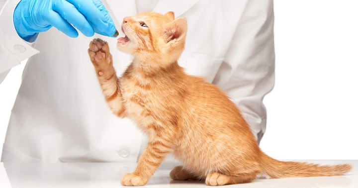 如何给猫咪喂药？怎么给宠物猫吃药