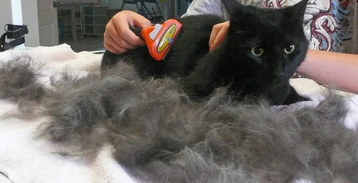 猫咪梳毛刷子推荐，宠物猫换毛也不怕