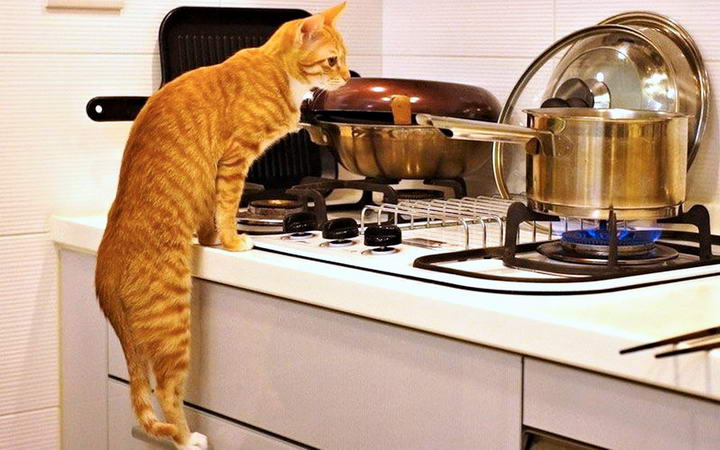 如何阻止猫咪进入到厨房？