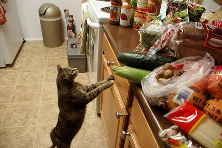 如何阻止猫咪进入到厨房？