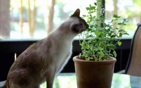 如何防止猫咪吃家中绿植盆栽？预防宠物猫吃植物