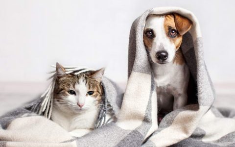 其他宠物也能导致宠物猫或宠物狗过敏