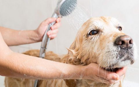 家用化学品清洁剂洗发水肥皂等都会导致宠物猫咪狗狗过敏