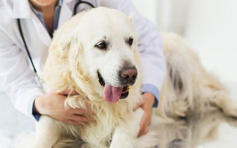 宠物狗心脏病调查：98%的铲屎官不知道狗狗的心脏健康情况