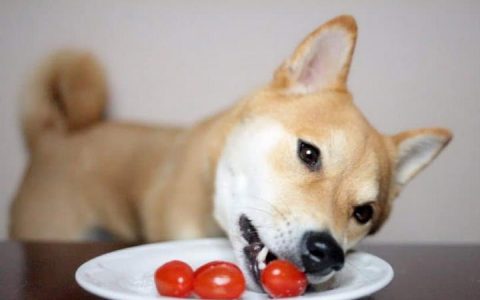 狗狗能吃西红柿么？