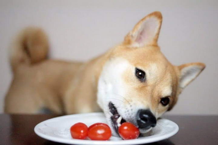 狗狗能吃西红柿么？番茄对宠物狗有毒吗？