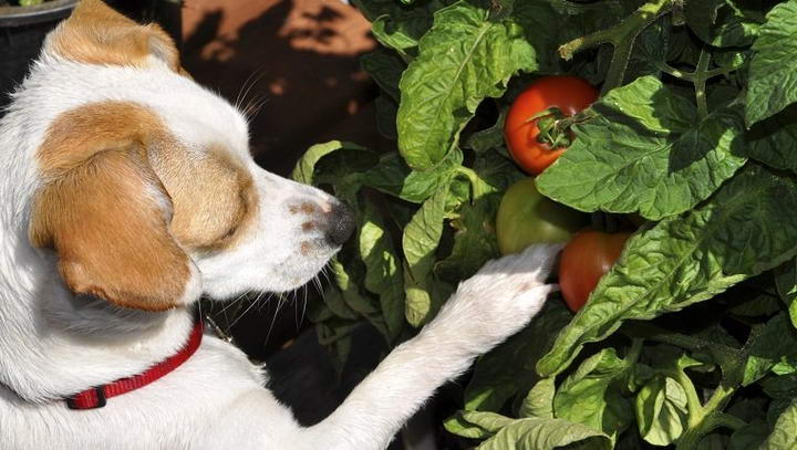 为什么有人认为西红柿对狗狗是有毒的？
