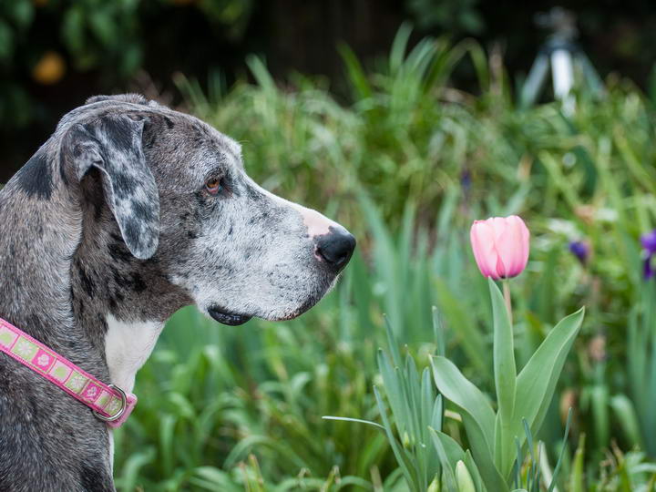 8种对狗狗有毒的花卉