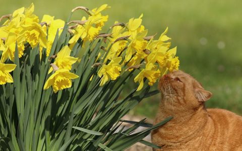 10种对猫咪有毒的花卉:水仙花郁金香菊花上榜