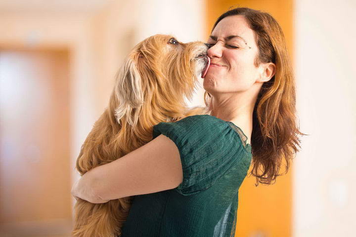 亲吻狗狗有风险，也不要让宠物狗舔到你的嘴巴鼻子