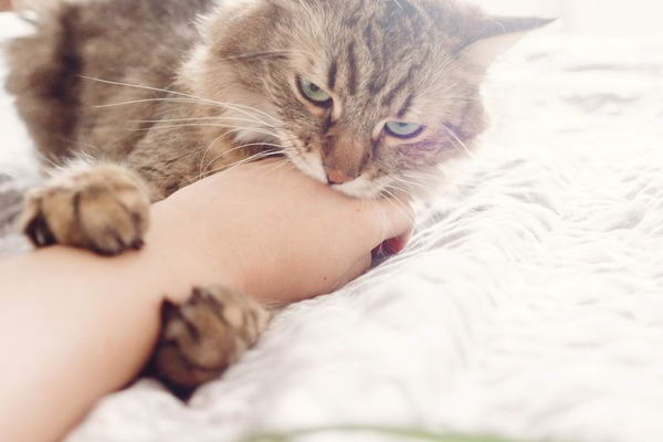 不能大意了：被猫咪咬伤可能患骨髓炎