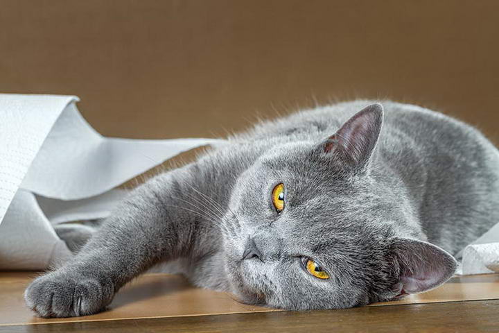 猫咪便秘可能是巨结肠，巨结肠症有哪些症状