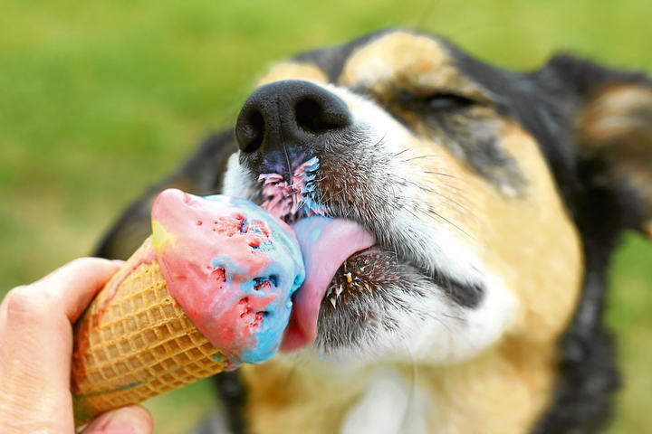 狗狗能吃冰淇淋么？宠物狗能吃冷饮？