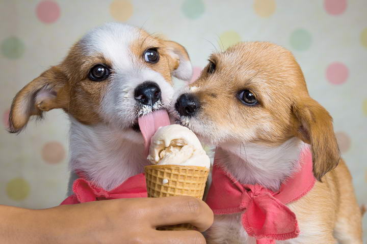 狗狗能吃冰淇淋么？宠物狗能吃冷饮？
