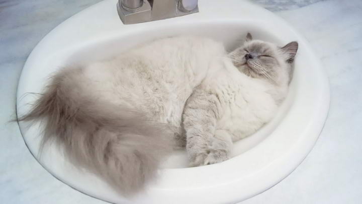 为什么你上厕所的时候猫咪想要进来？猫咪喜欢浴室和卫生间